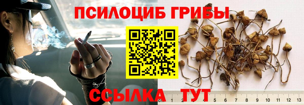 Галлюциногенные грибы Cubensis Балашов