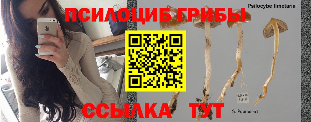 Псилоцибиновые грибы Magic Shrooms  хочу   Балашов  Вход с VPN 